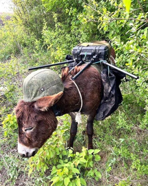 Sovietsky bojový oslík Vz. 2025